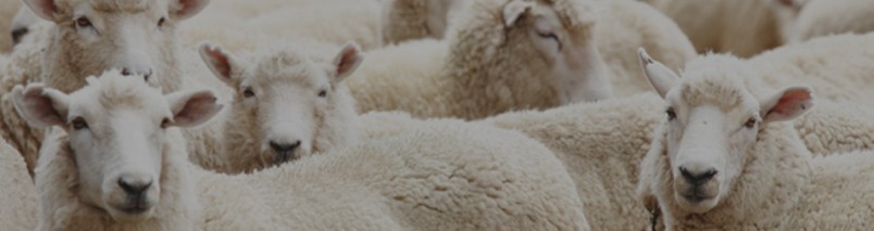 Sheep