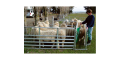 Prattley Sheep Handling Equipment